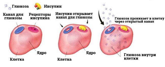 Гіперглікемія — не вирок! » журнал здоров'я iHealth 8