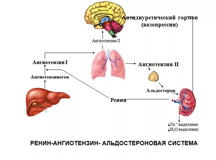 Небезпека вторинного гіперальдостеронізму » журнал здоров'я iHealth 1