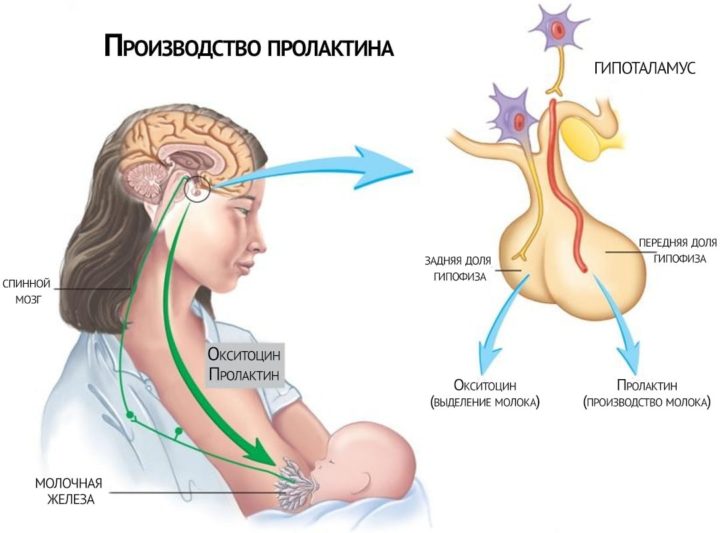 Чому МРТ гіпофіза головного мозку з контрастом краще дослідження » журнал здоров'я iHealth 1