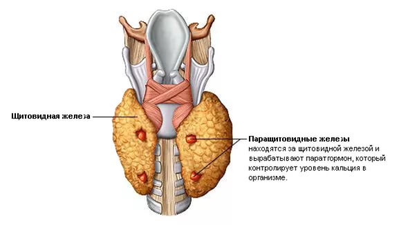 Навіщо потрібні паращитовидні залози? » журнал здоров'я iHealth 1